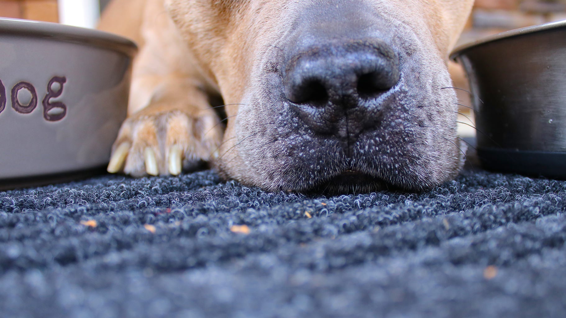 The Secret Weapon Against the Wet, Yuck, & Gross from Your Pet