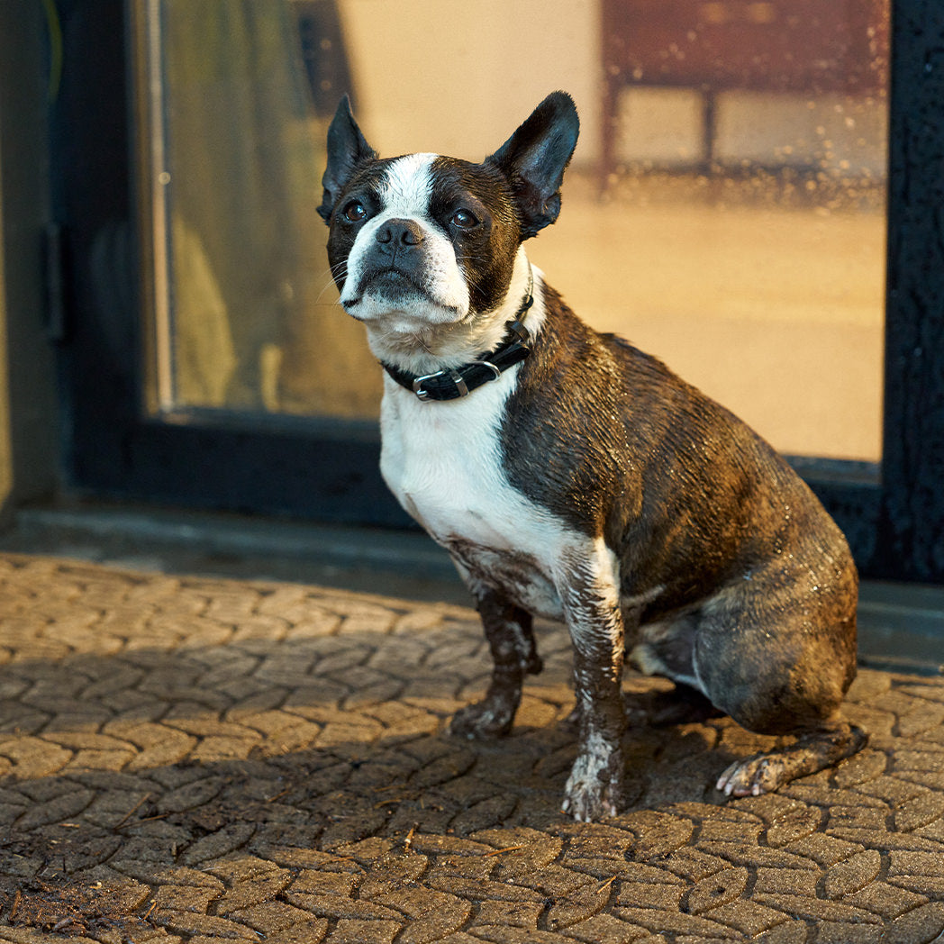 Cute dog with muddy paws sitting on a waterhog mat in front of door.