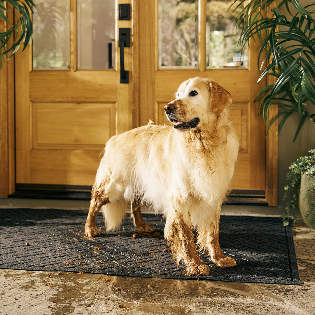 Dirty, muddy, wet dog standing on a large, charcoal Lattice doormat, protecting the home from the dog's mess.