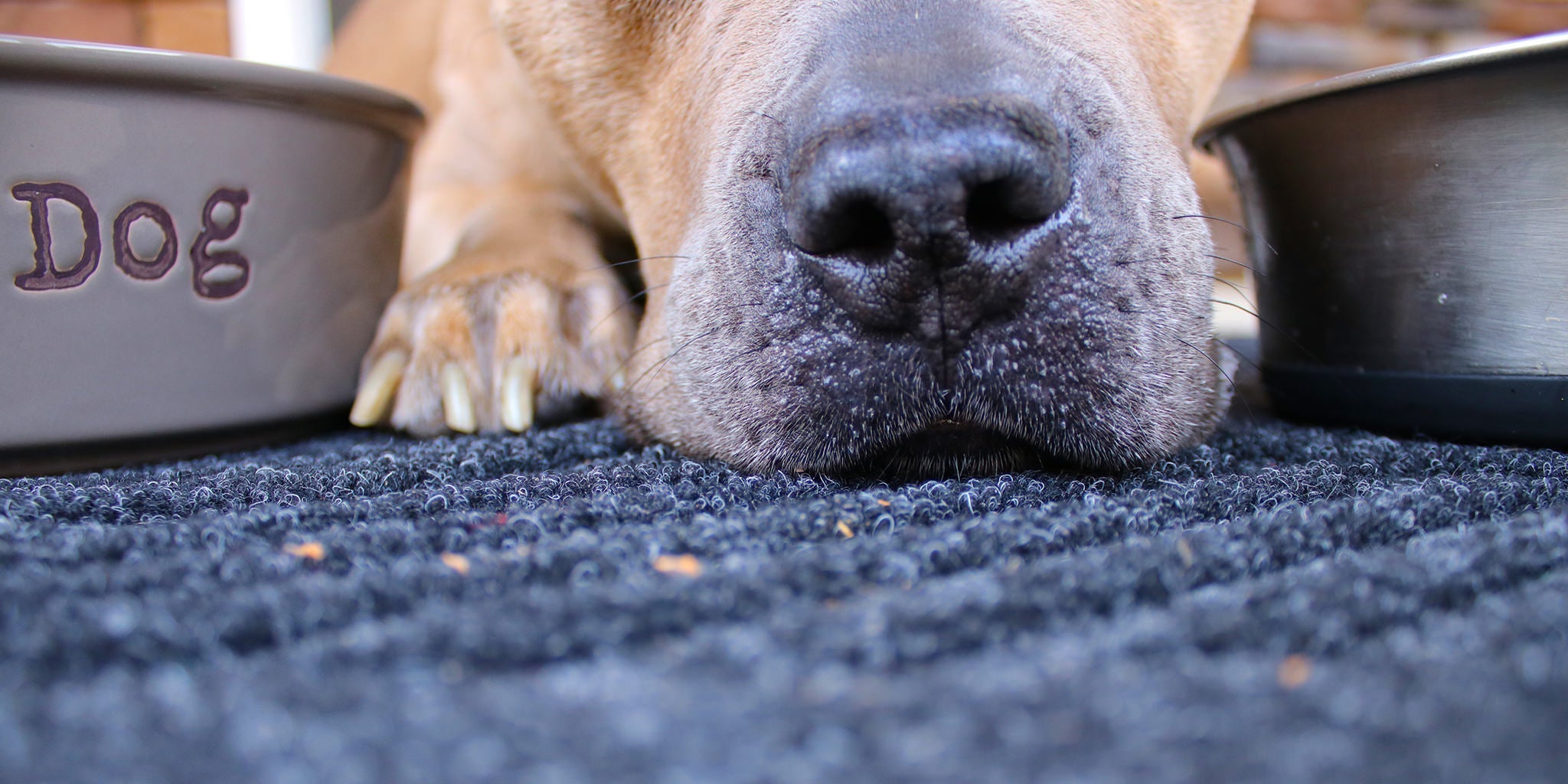 Zoomed in image of dog snout laying on a WaterHog doormat between two dog bowls. 