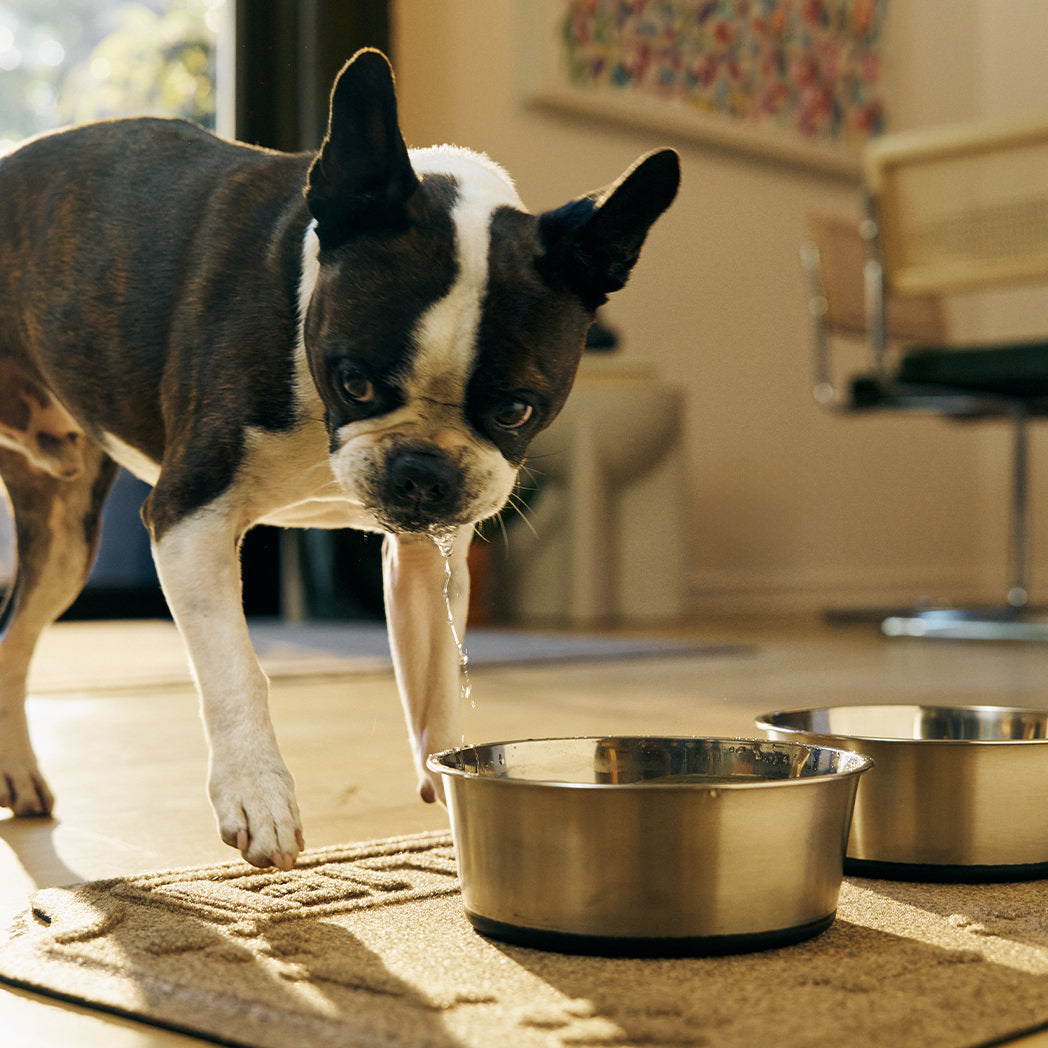 A WaterHog Drool Hog bowl mat catching the water dripping off a dogs mouth after drinking water from his bowl.