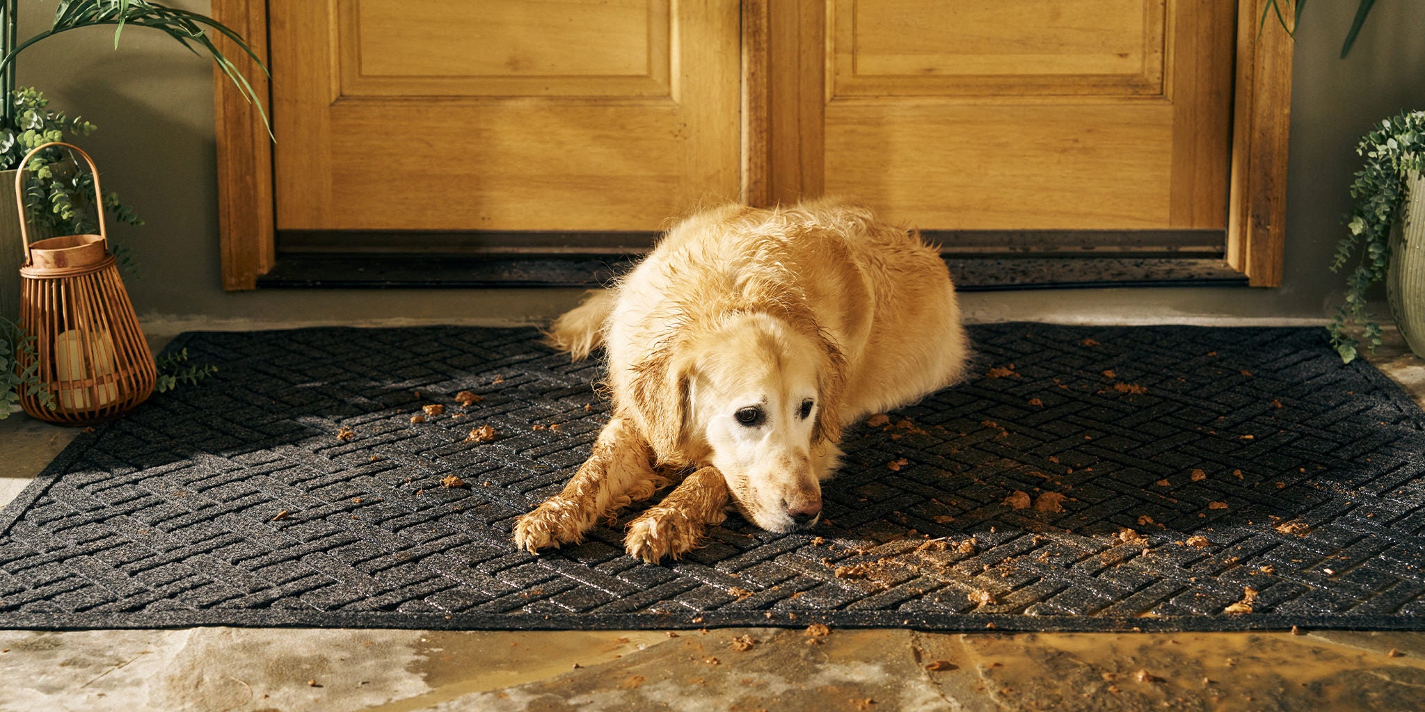 Image of beautiful, large, golden dog with wet, muddy paws and fur laying on a large WaterHog mat in front of double doors. 